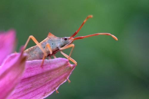 Gonocerus acuteangulatus